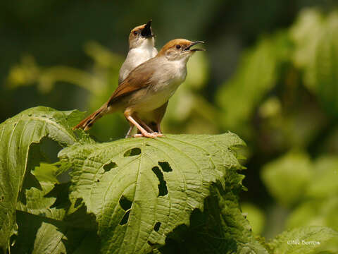 Image of Cisticola chubbi chubbi Sharpe 1892