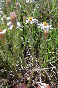 Image of rose heath