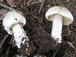 Imagem de Inocybe erubescens A. Blytt 1905