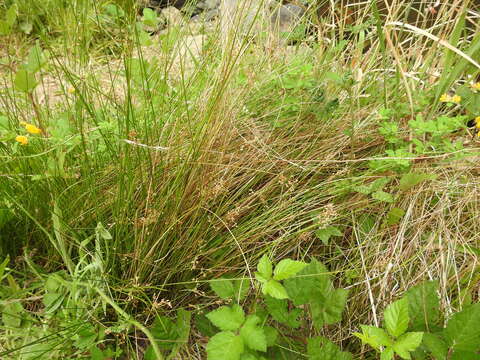 Image of Juncus pauciflorus R. Br.