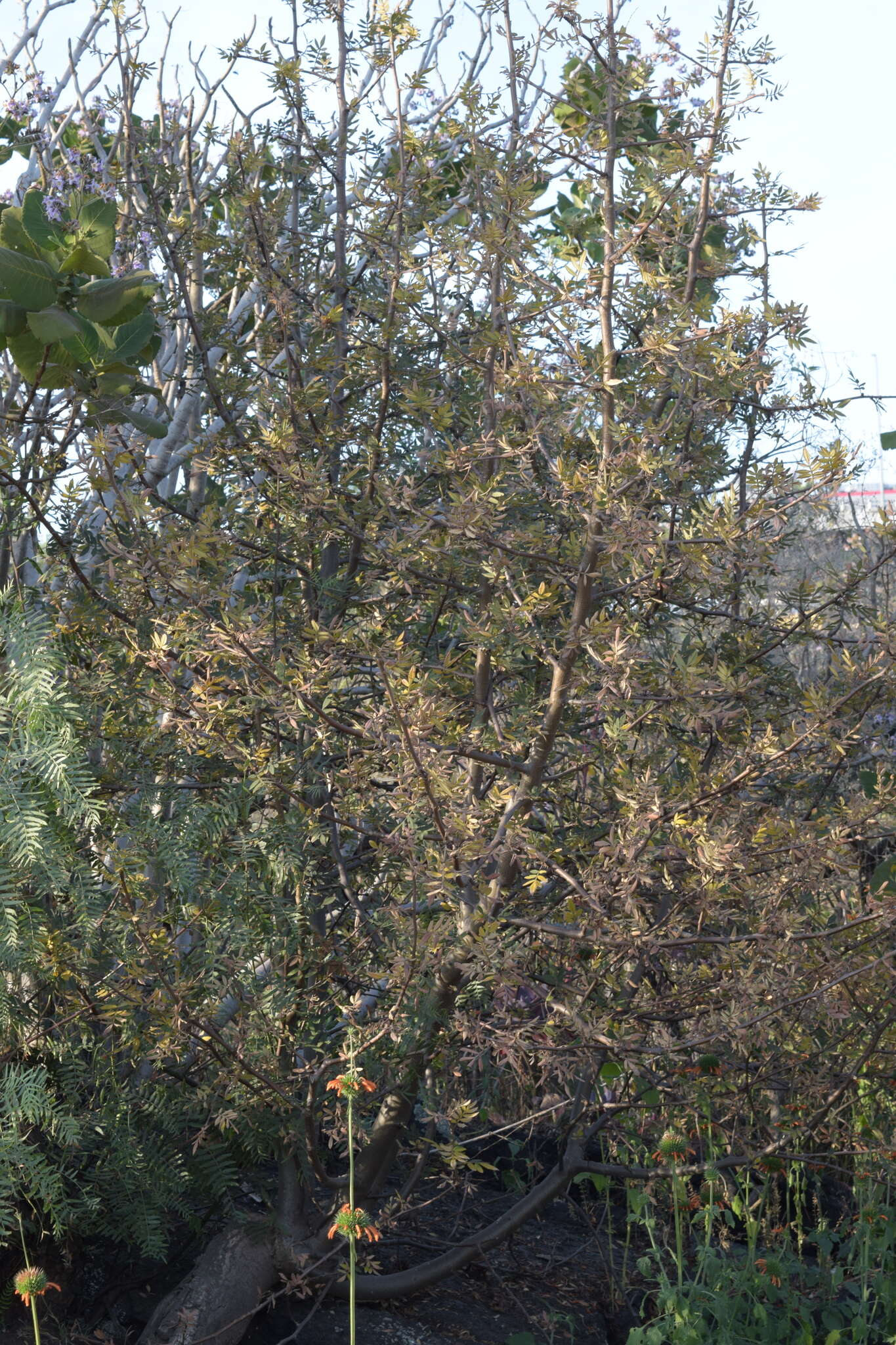 Image of Bursera cuneata (Schltdl.) Engl.