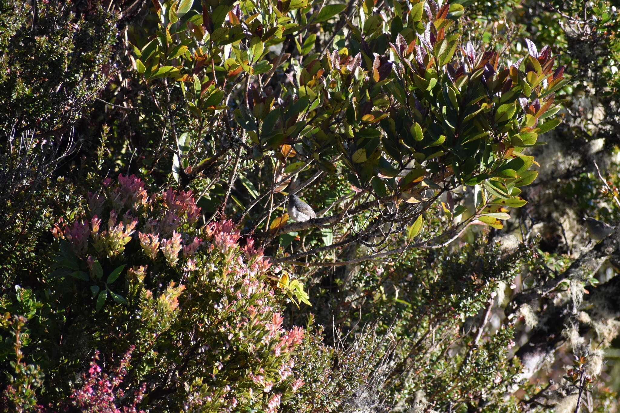 Image of Slaty Flower-piercer