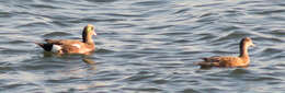 Image of American Wigeon