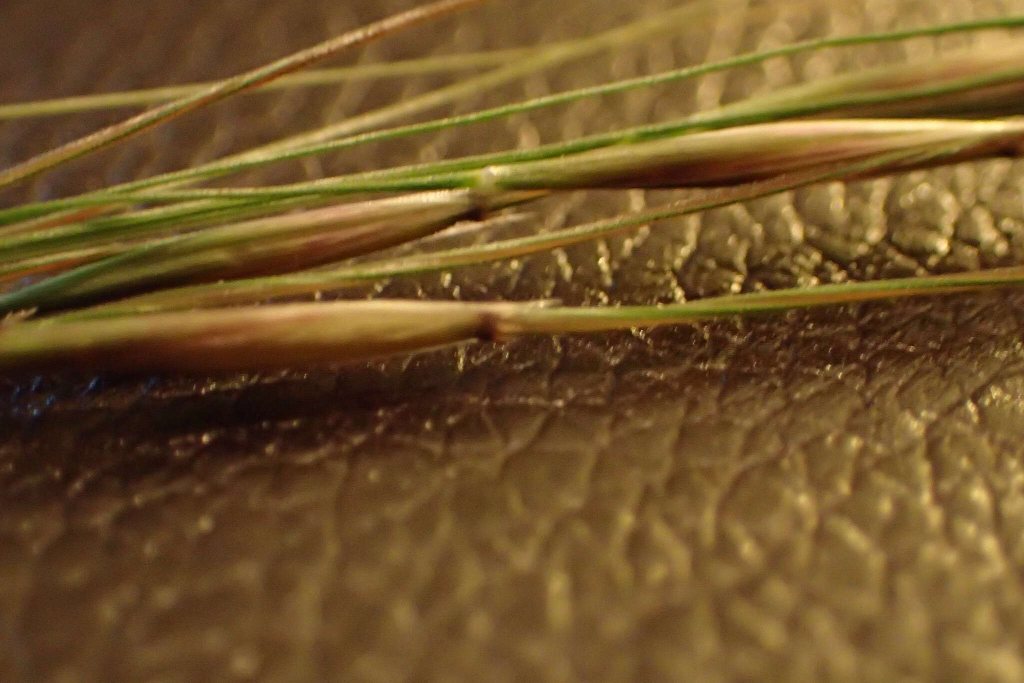 Image of Texas wintergrass