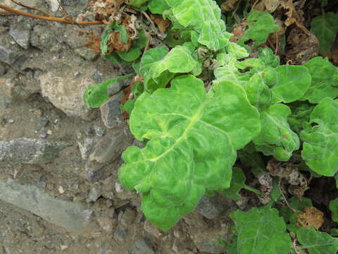 Image of Nicotiana solanifolia Walp.