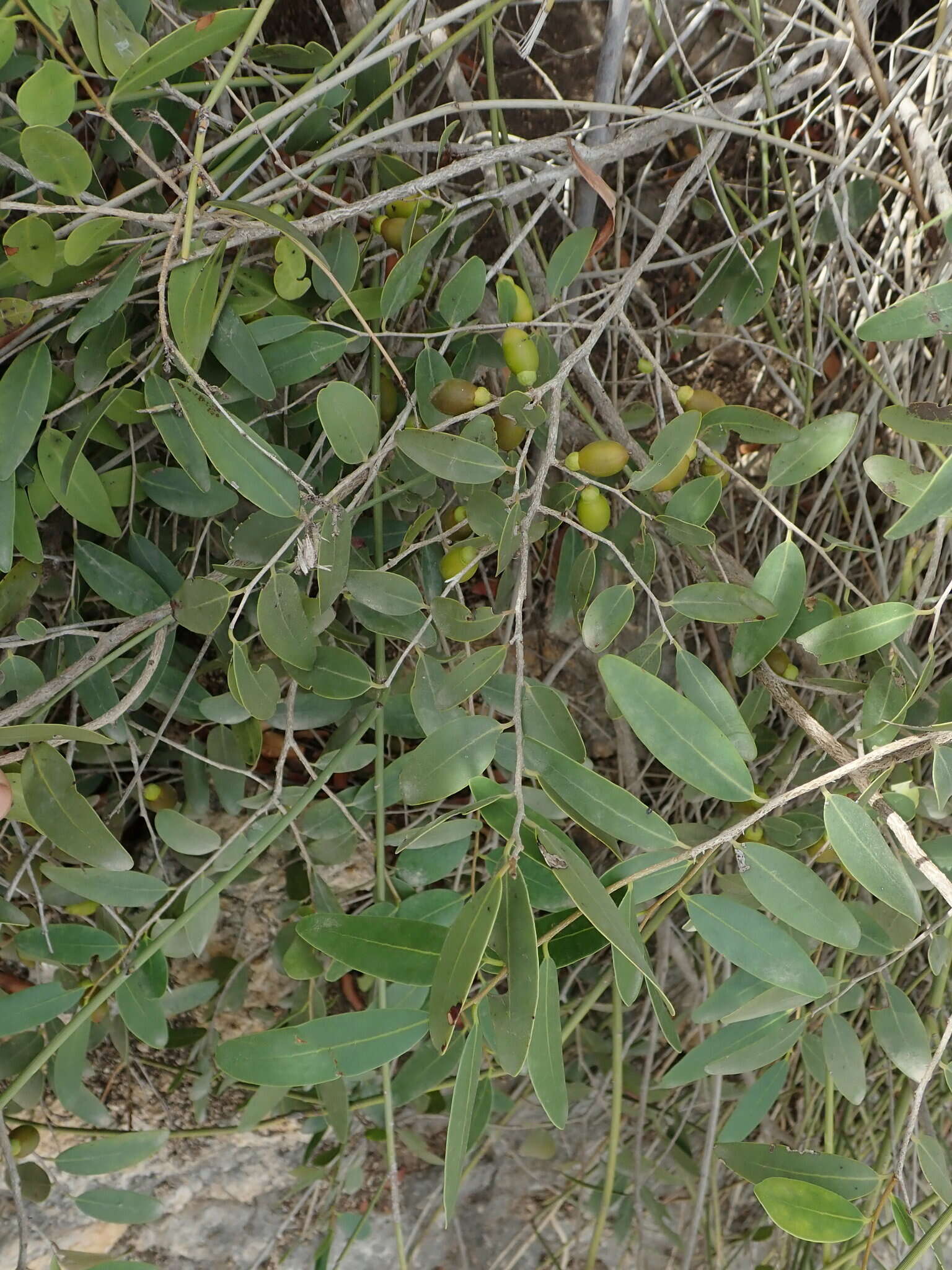 Image de Diospyros myrtifolia H. Perrier