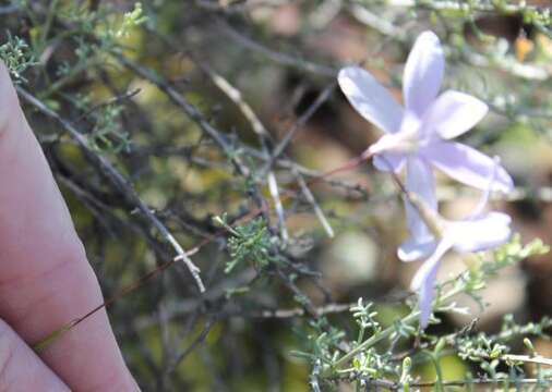 Image of Ixia sobolifera subsp. sobolifera