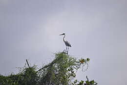 Image of Cocoi Heron