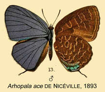 Image of Arhopala ace De Nicéville 1893