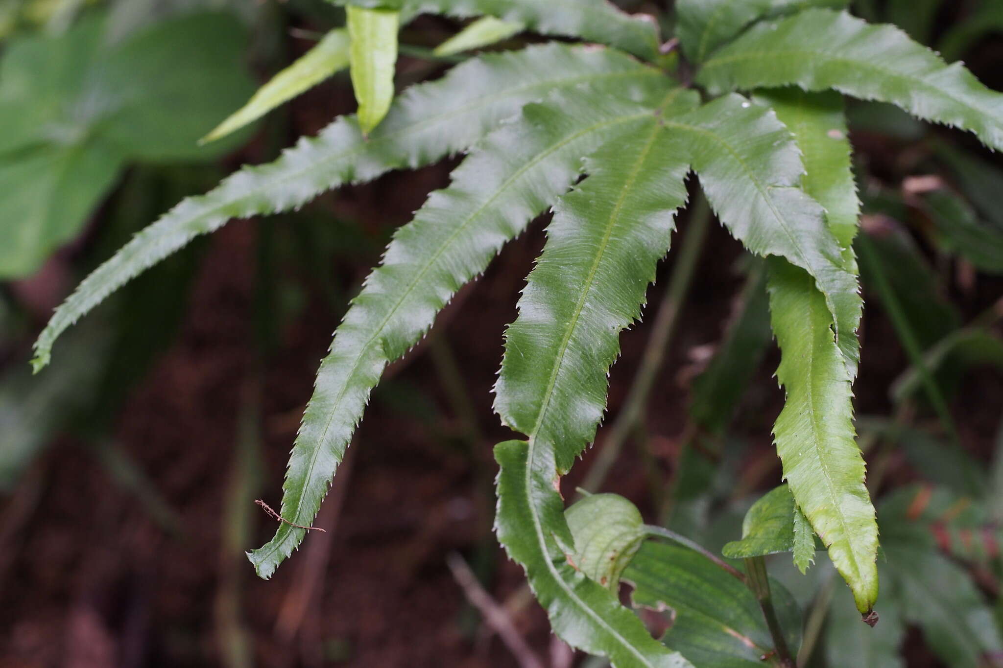 Plancia ëd Pteris cretica L.