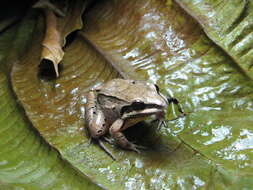 Image of Amazonian White-lipped Frog