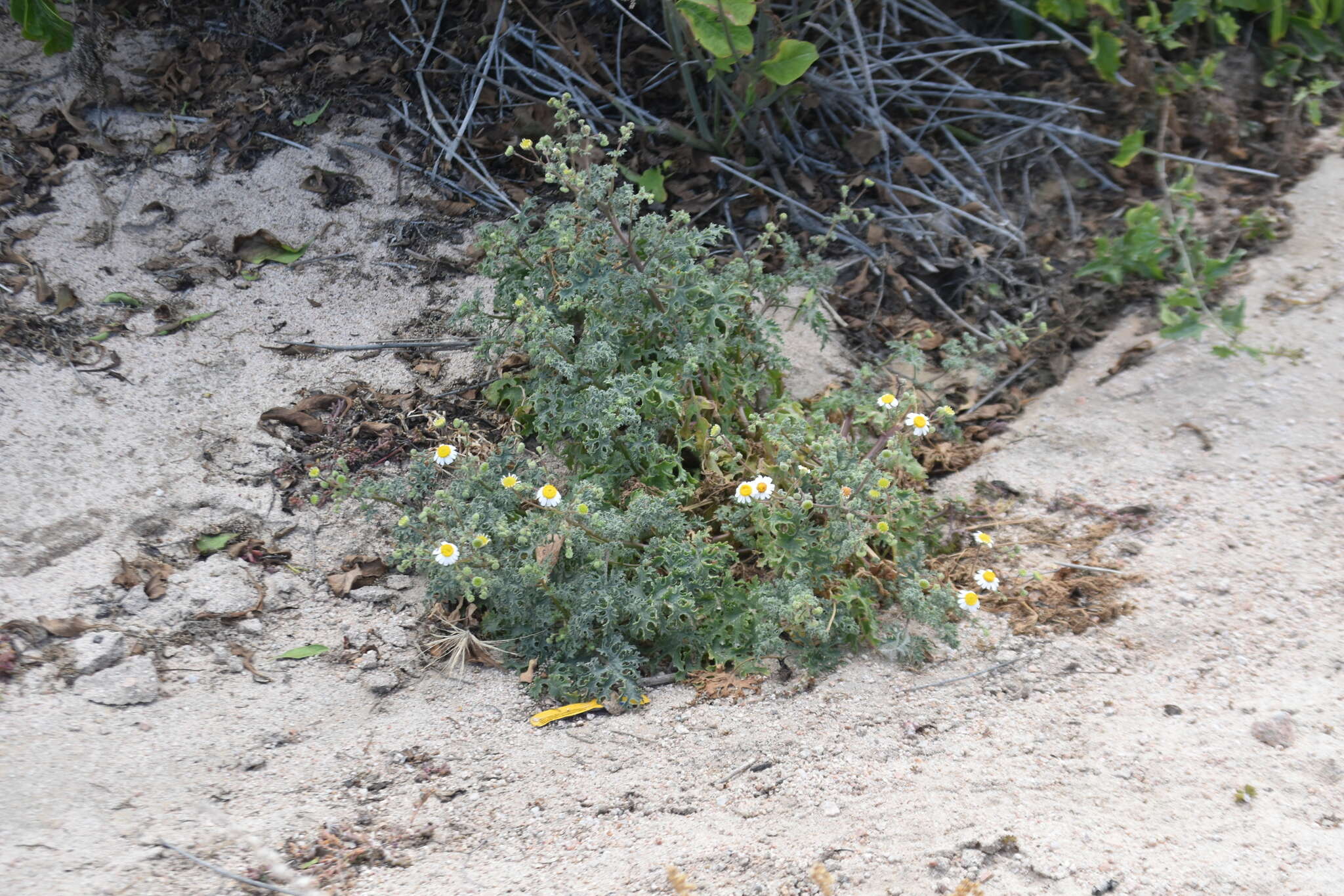 Perityle crassifolia Brandeg. resmi