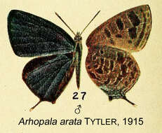 Image of Arhopala ace De Nicéville 1893