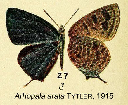 Plancia ëd Arhopala ace De Nicéville 1893