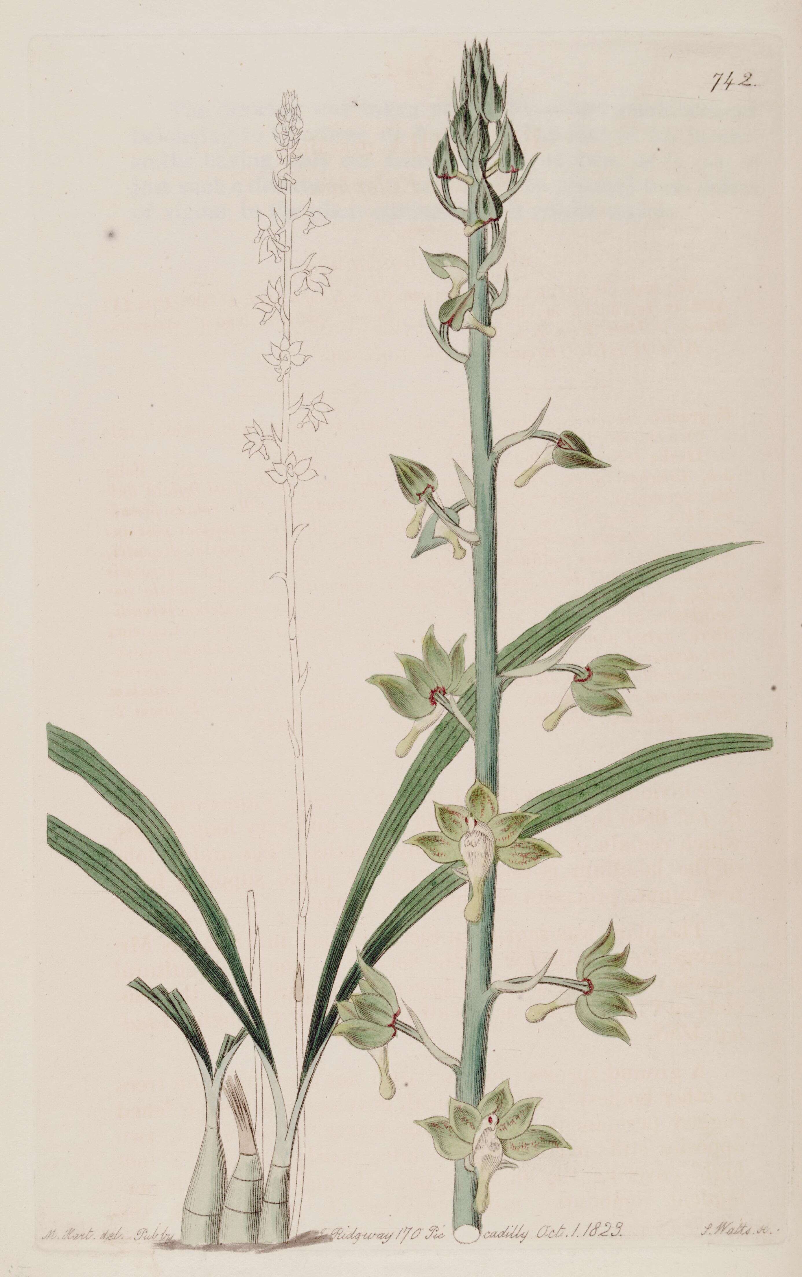 Image of Eulophia gracilis Lindl.