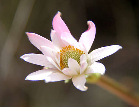 Image of Anemone thomsonii Oliver