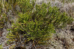 Image of Veronica propinqua Cheesem.