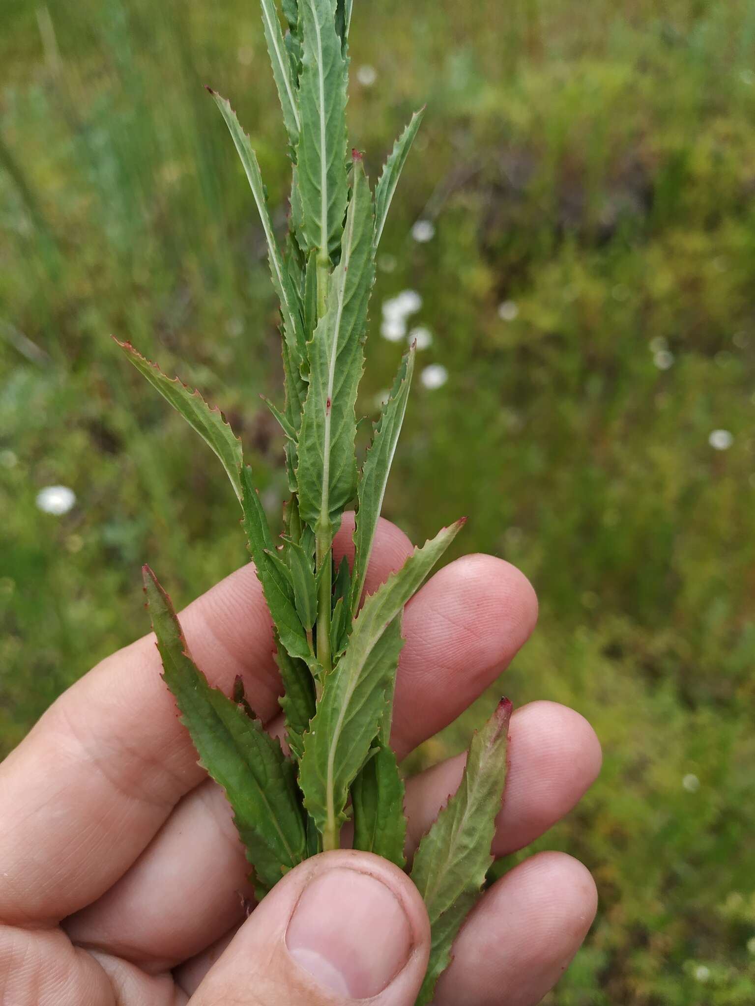 Image of Epilobium lamyi F. W. Schultz