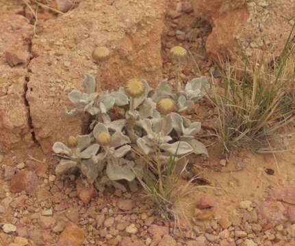 Imagem de Anemocarpa podolepidium (F. Müll.) P. G. Wilson