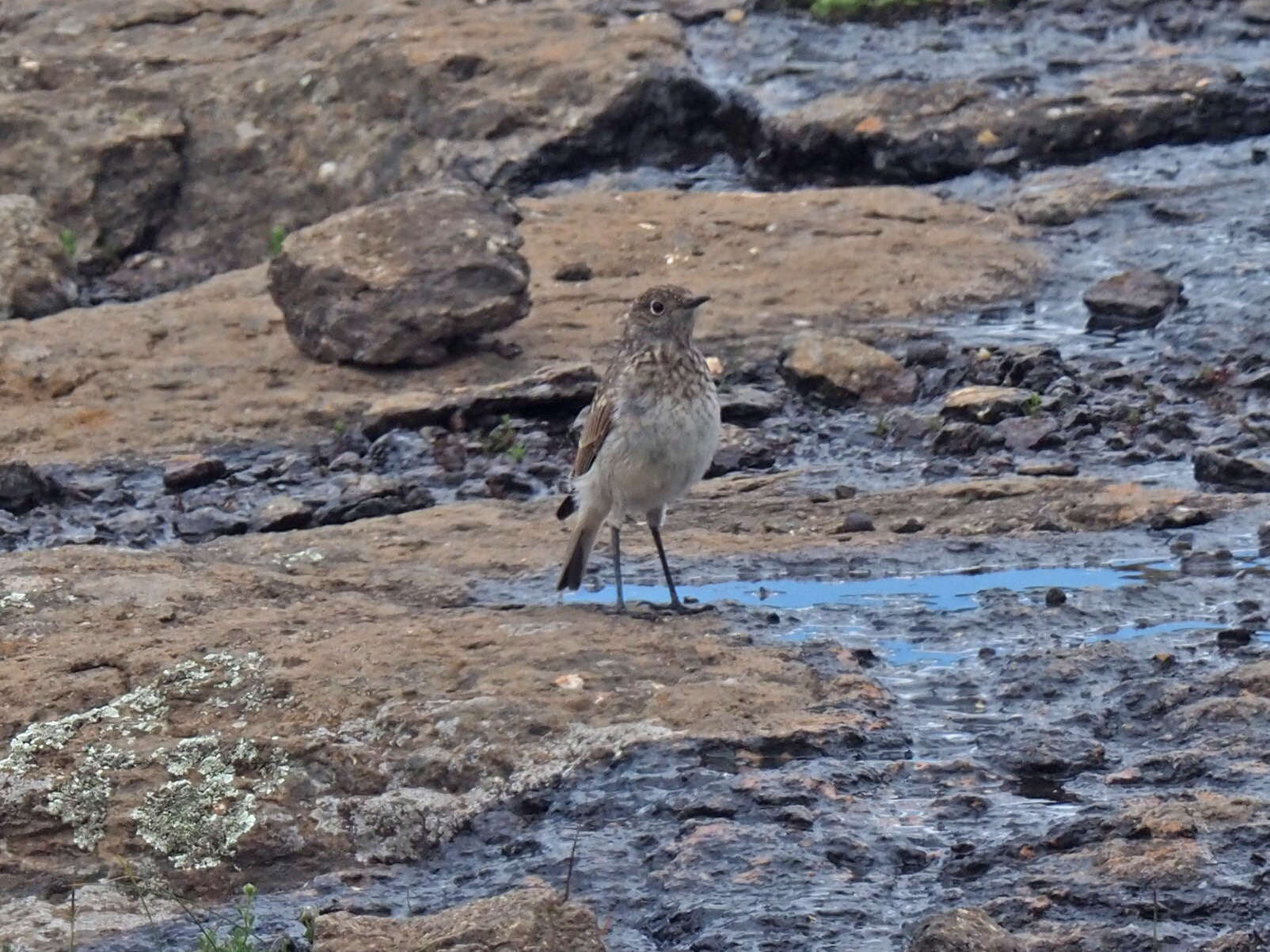 Image of Sickle-winged Chat