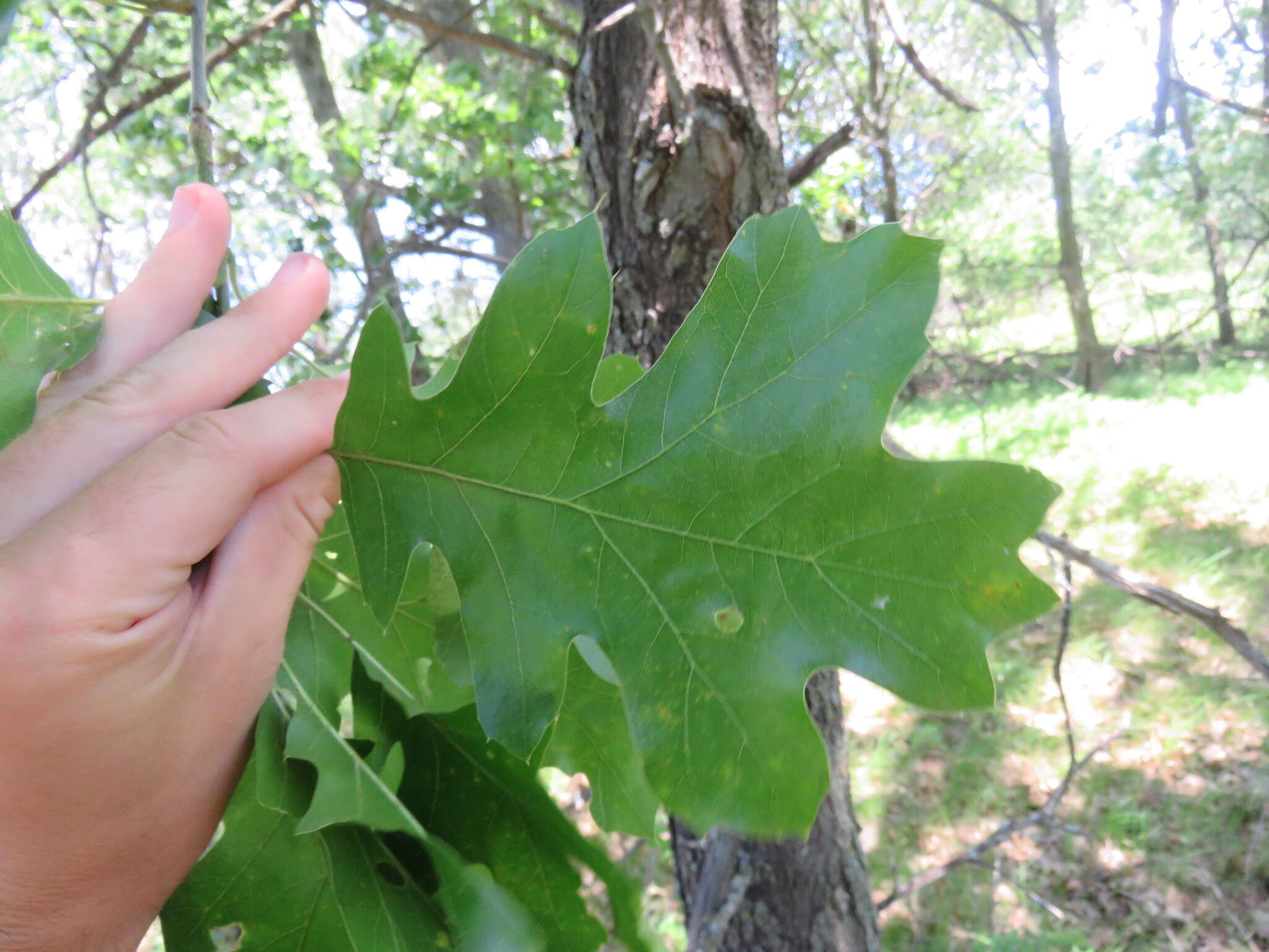 Quercus velutina Lam. resmi