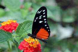 Image of Heliconius hecalesia formosus Bates 1863