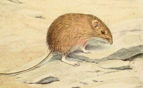 Image of Hispid Pocket Mouse