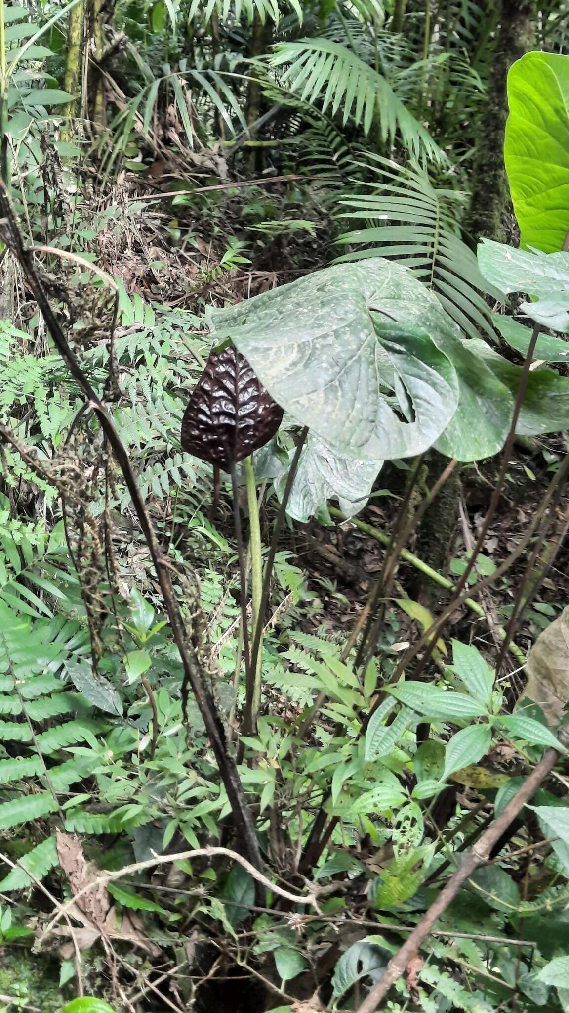 Image of Anthurium caramantae Engl.