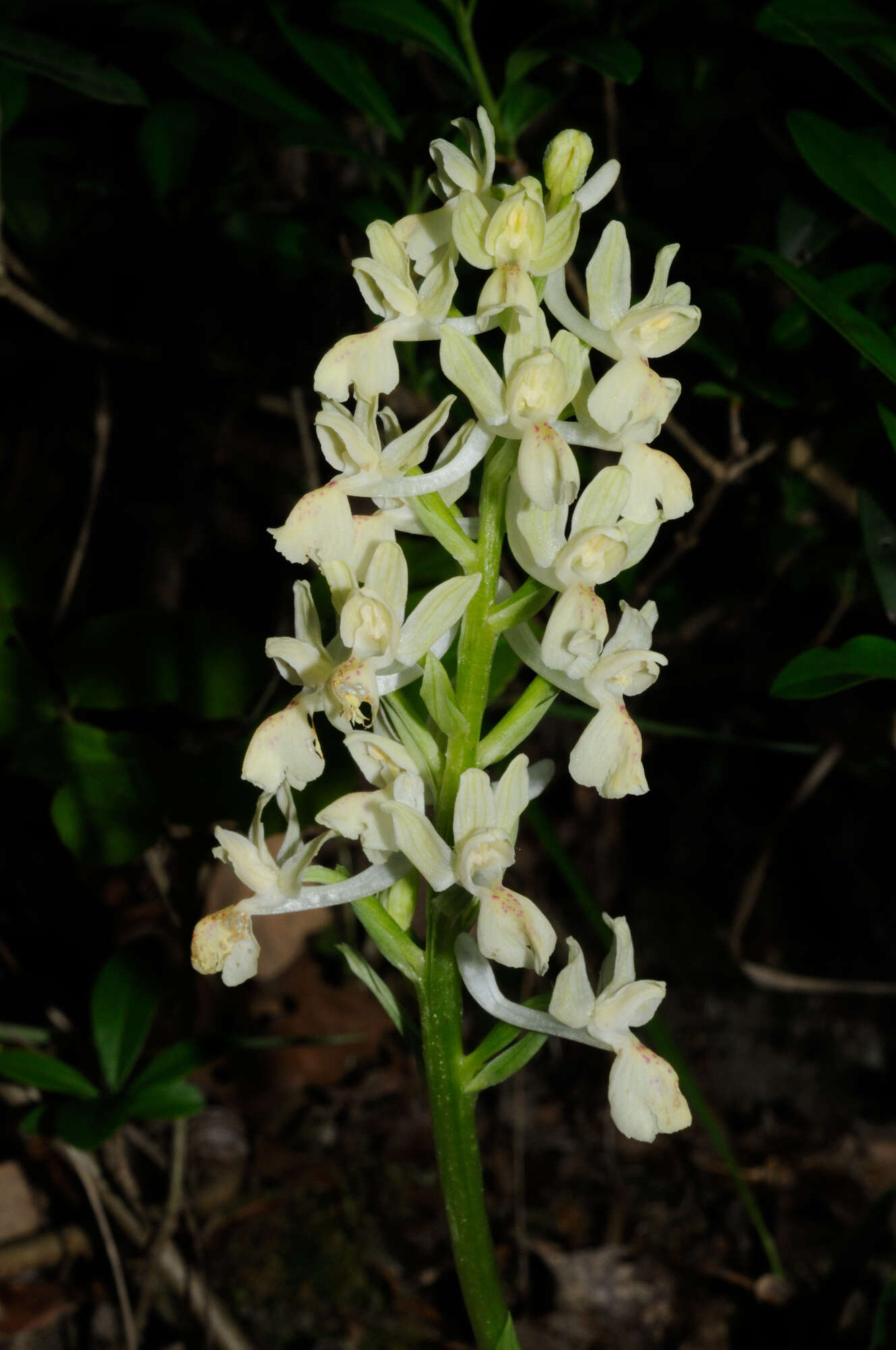 Image of Provence orchid