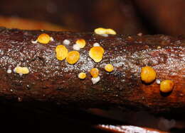 Plancia ëd Trichoderma paraviridescens Jaklitsch, Samuels & Voglmayr 2013