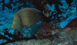 Image of Half-circled Angelfish