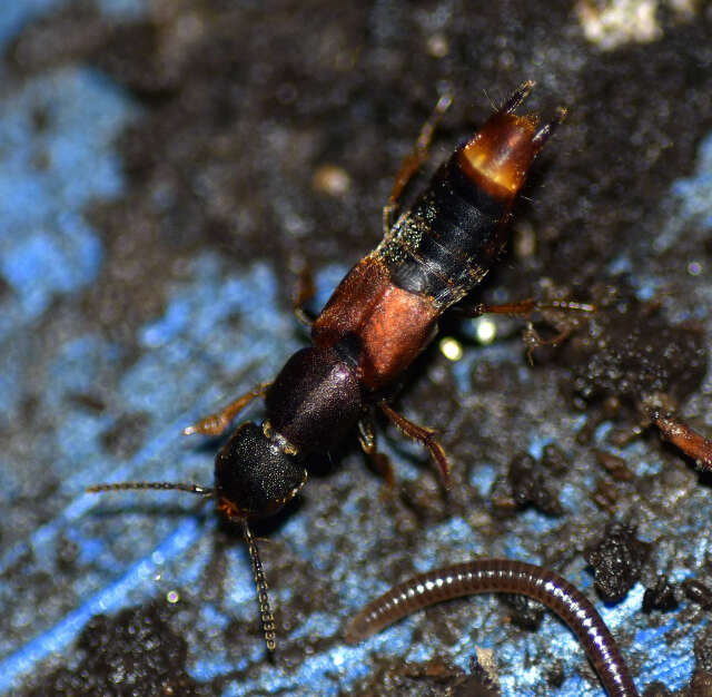 Image of Platydracus cinnamopterus (Gravenhorst 1802)