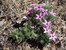 Image of Phlox caespitosa subsp. caespitosa