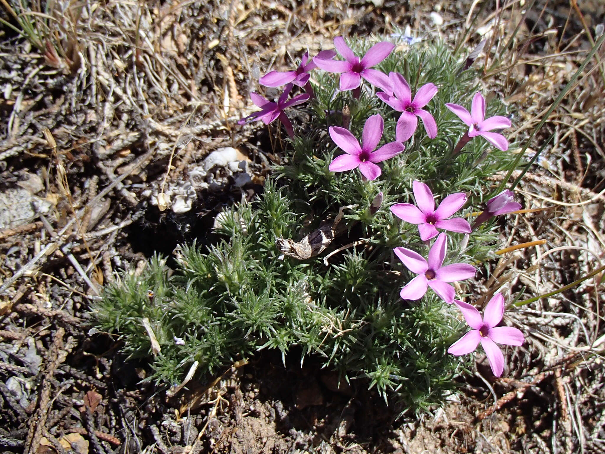 Image of Phlox caespitosa subsp. caespitosa