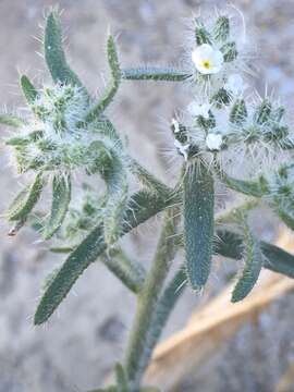 Imagem de Johnstonella angustifolia (Torr.) Hasenstab & M. G. Simpson