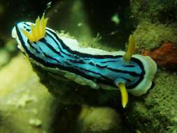 Image of Chromodoris elisabethina Bergh 1877