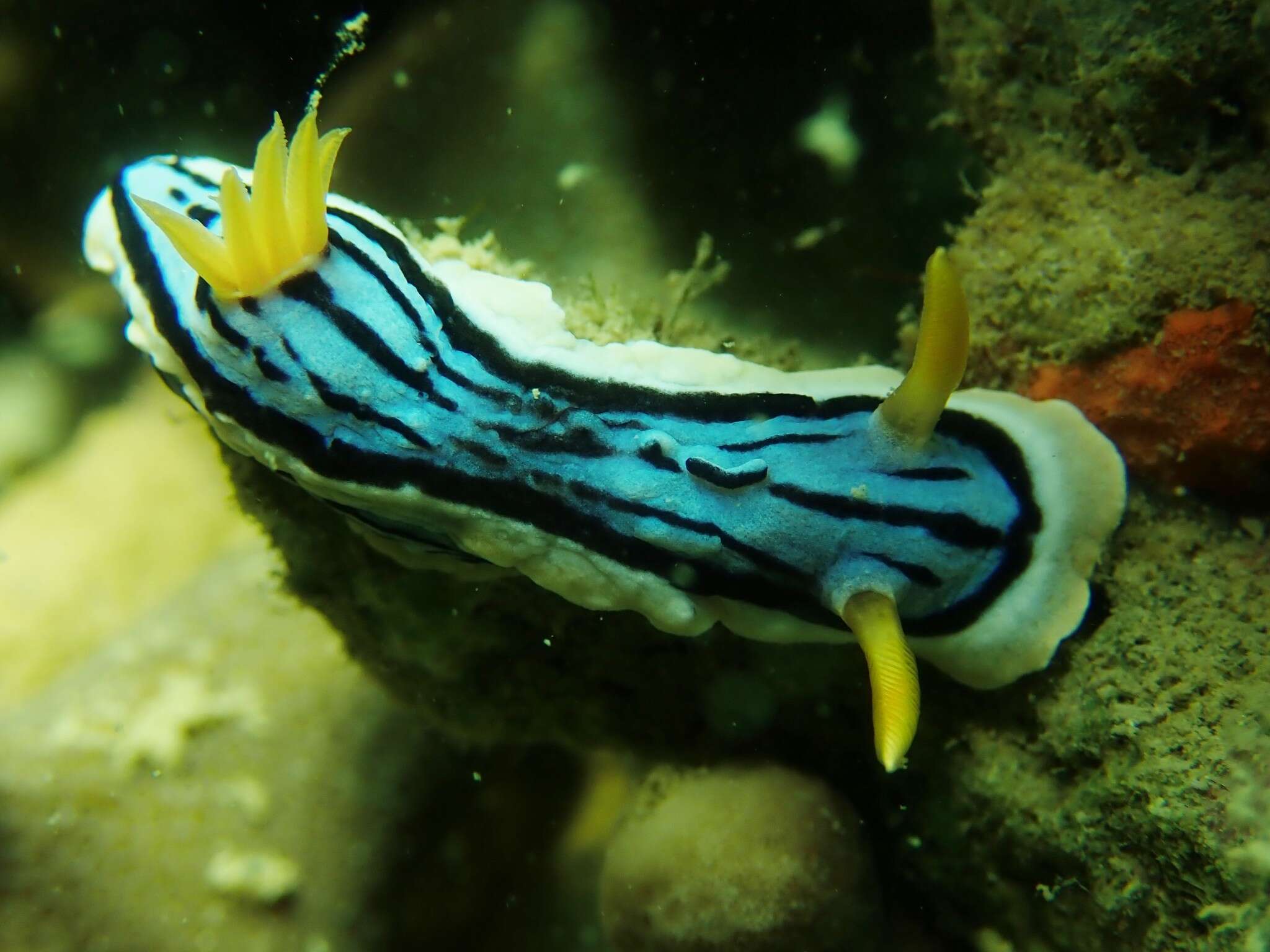 Image of Chromodoris elisabethina Bergh 1877