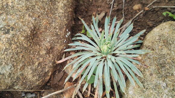 Image of Psammotropha mucronata var. mucronata