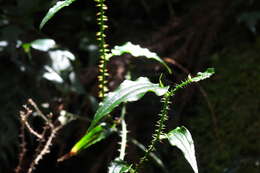 Image de Smilax sieboldii Miq.