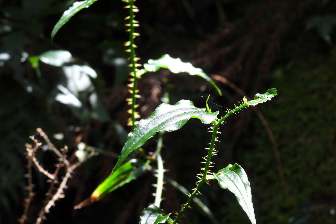 Image de Smilax sieboldii Miq.