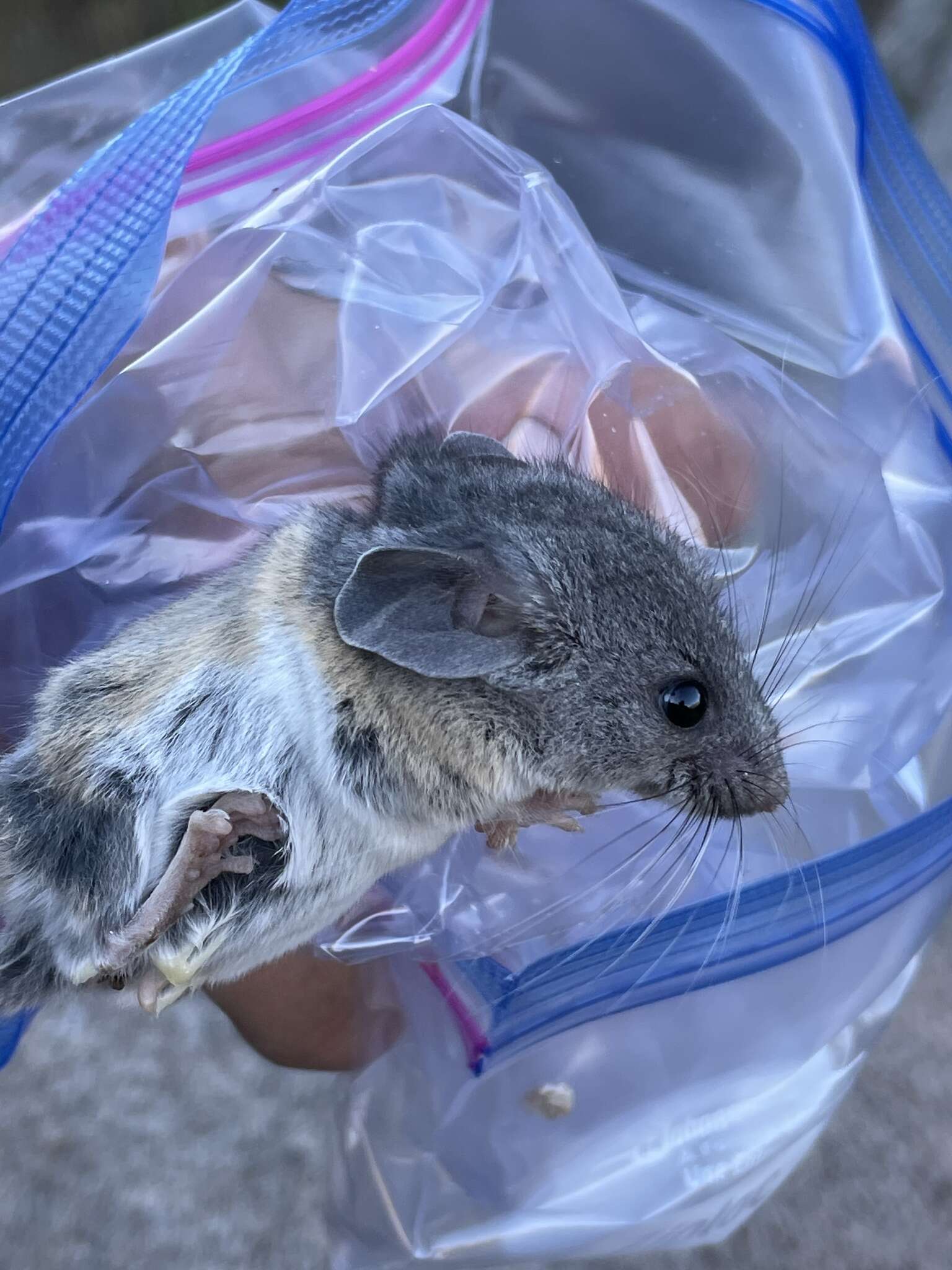 Image de Peromyscus boylii (Baird 1855)