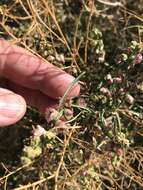 Image of Ambrosia salsola var. salsola