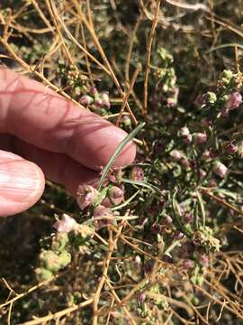 Image of Ambrosia salsola var. salsola