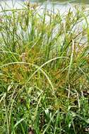 Image de Cyperus exaltatus Retz.