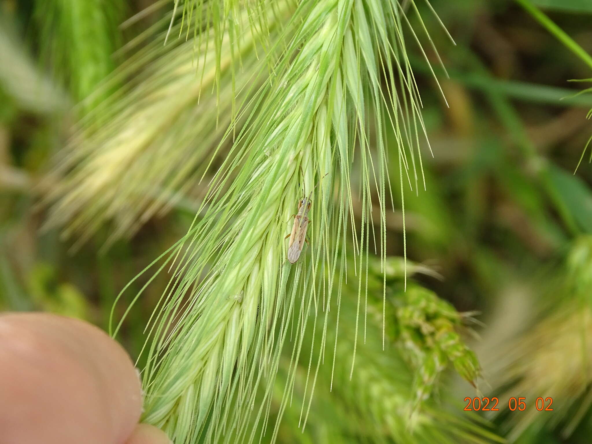 Sivun Paromius gracilis (Rambur 1839) kuva