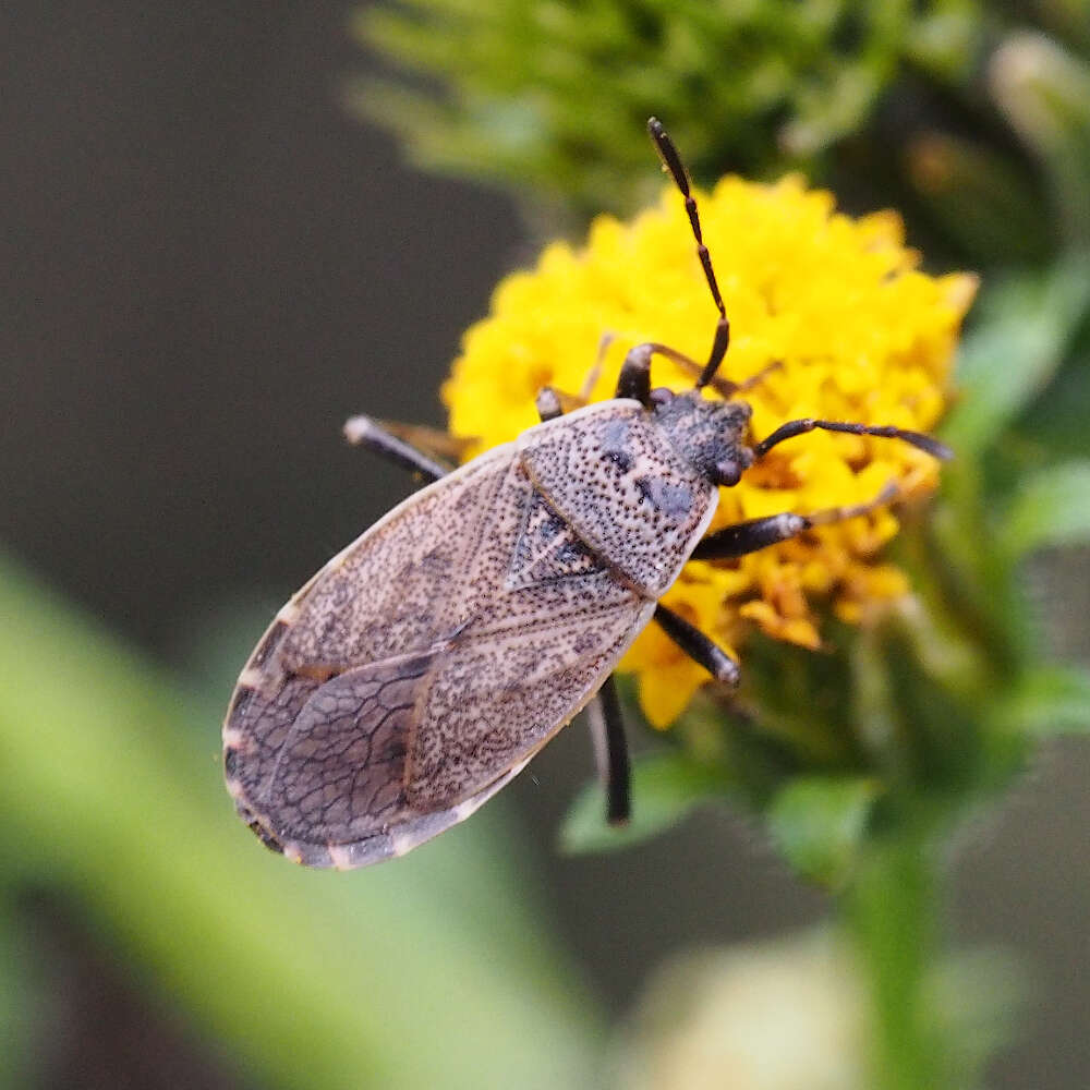 Image of <i>Pyrrhocoris sinuaticollis</i>