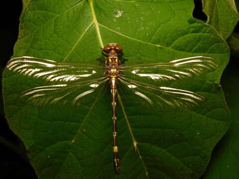 Image of Acrogomphus fraseri Laidlaw 1925