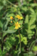 Image of Crepis praemorsa (L.) Tausch