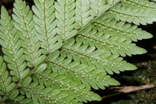 Image of Trigonospora tenera (Roxb.) Mazumdar