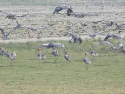 Image of Greater Adjutant